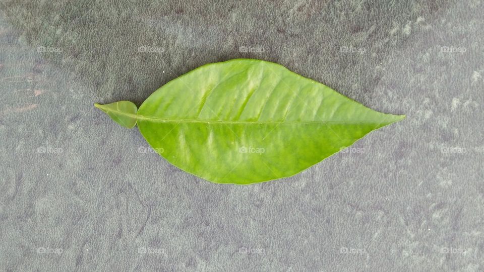 Leaf of tree on ceramic.