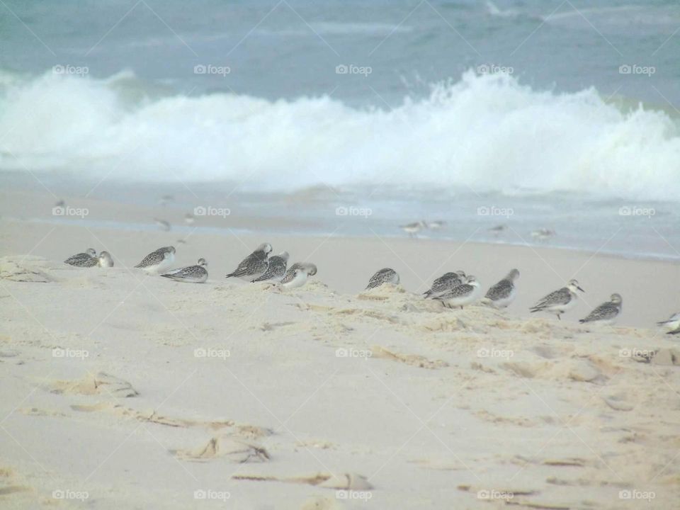 Sandpipers searching for food on the shore. 