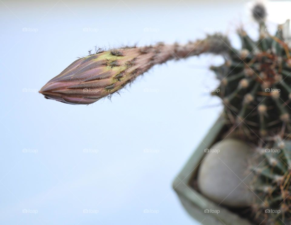 cactus flower blooming