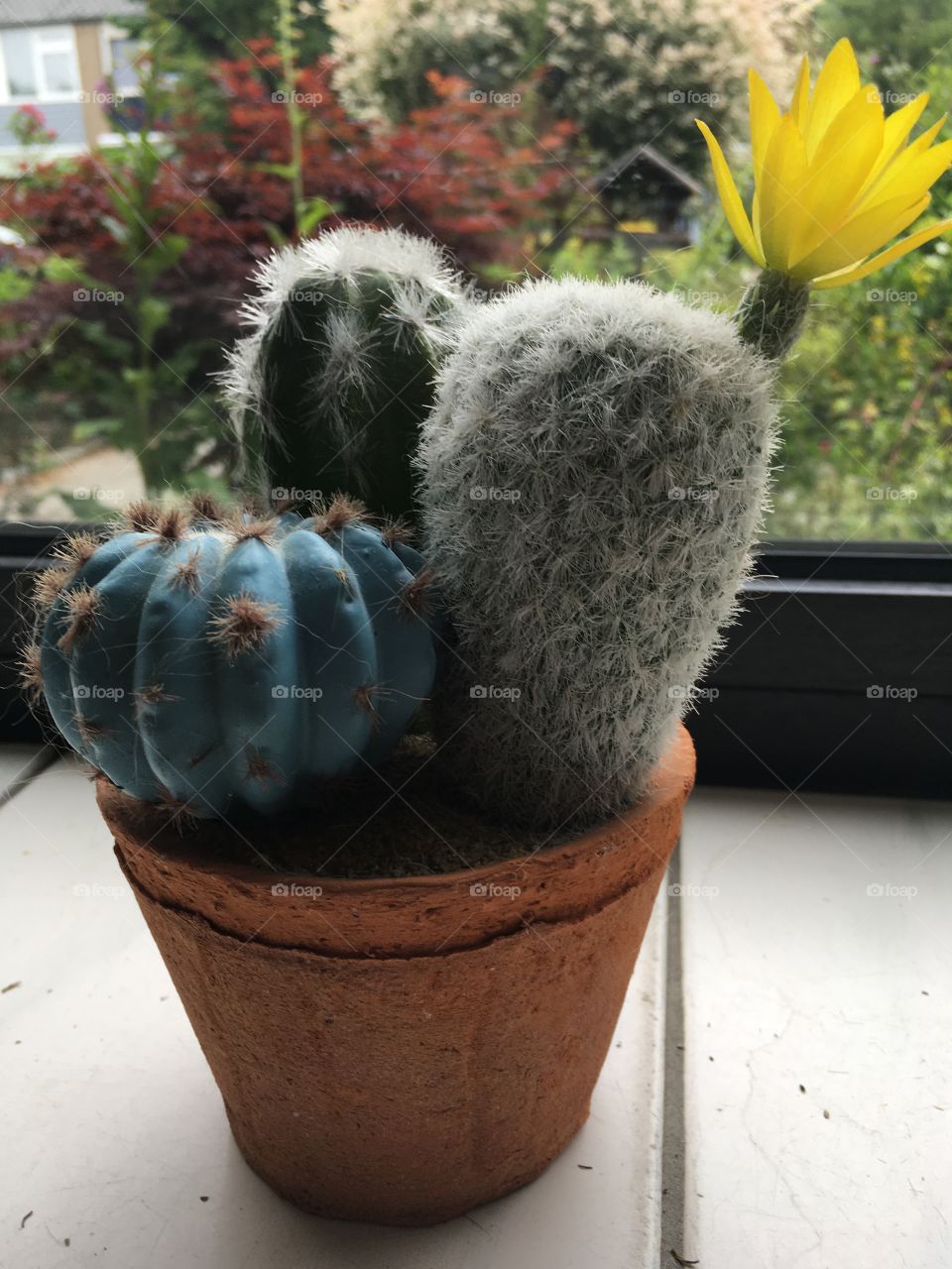 Cactus fake in the windowsill