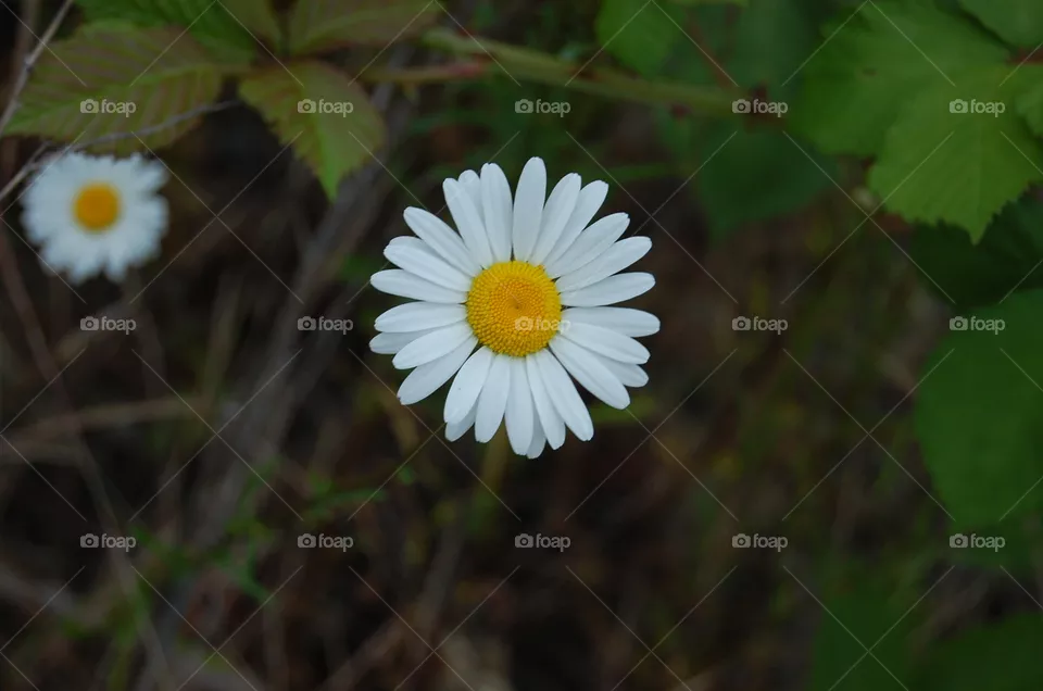flower
