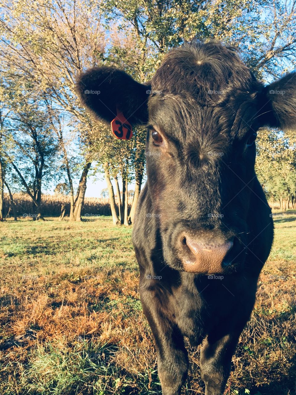 A black steer, looking at the camera, standing against a country landscape on a beautiful, sunny autumn day 