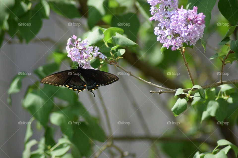 black butterfly and lilac