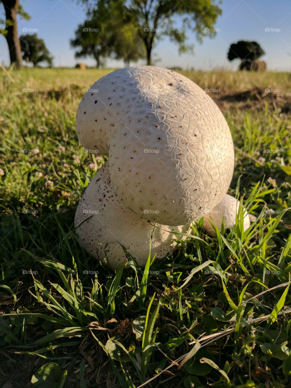 huge mushroom