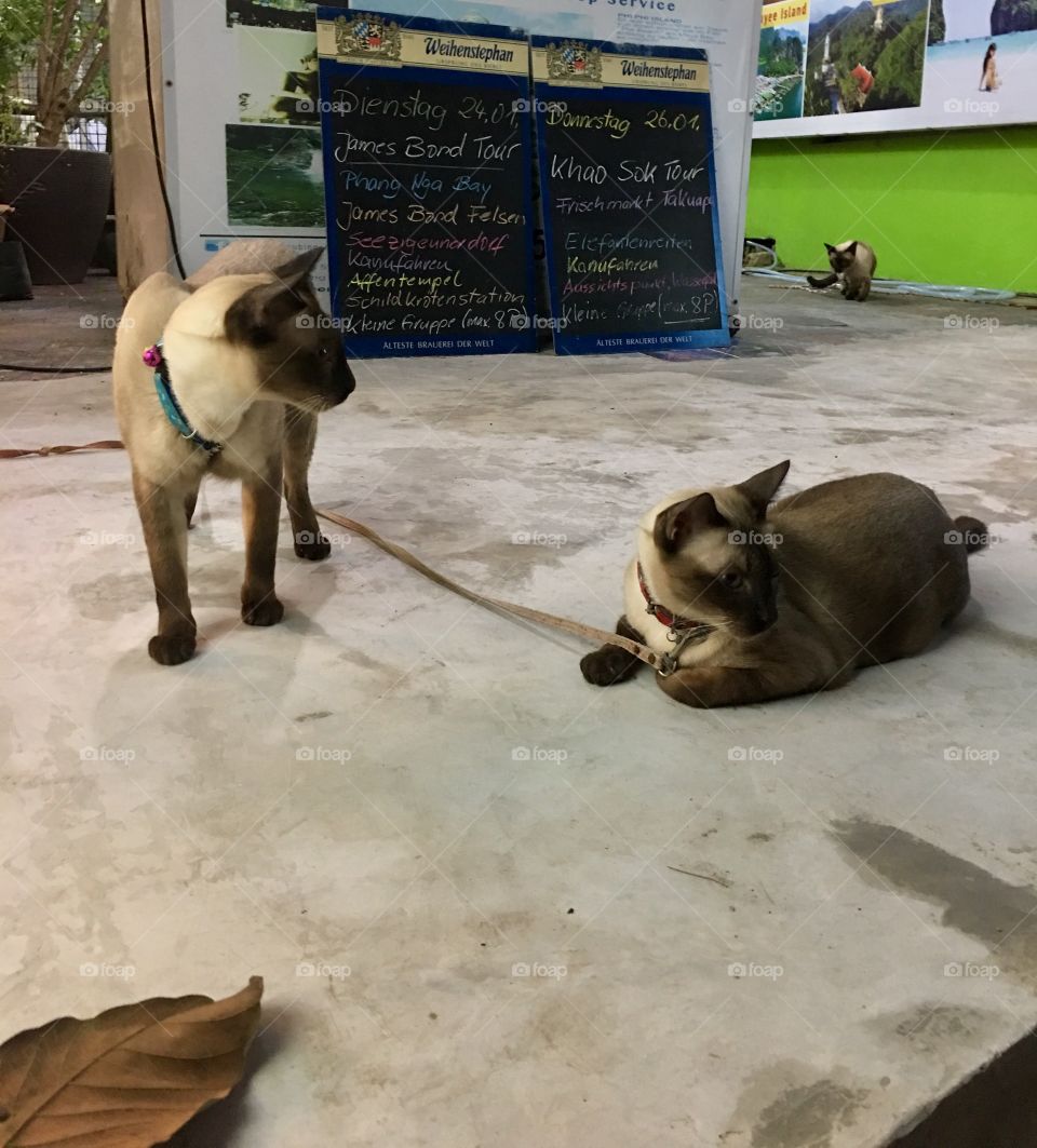 Siamese cats on the street in Thailand 