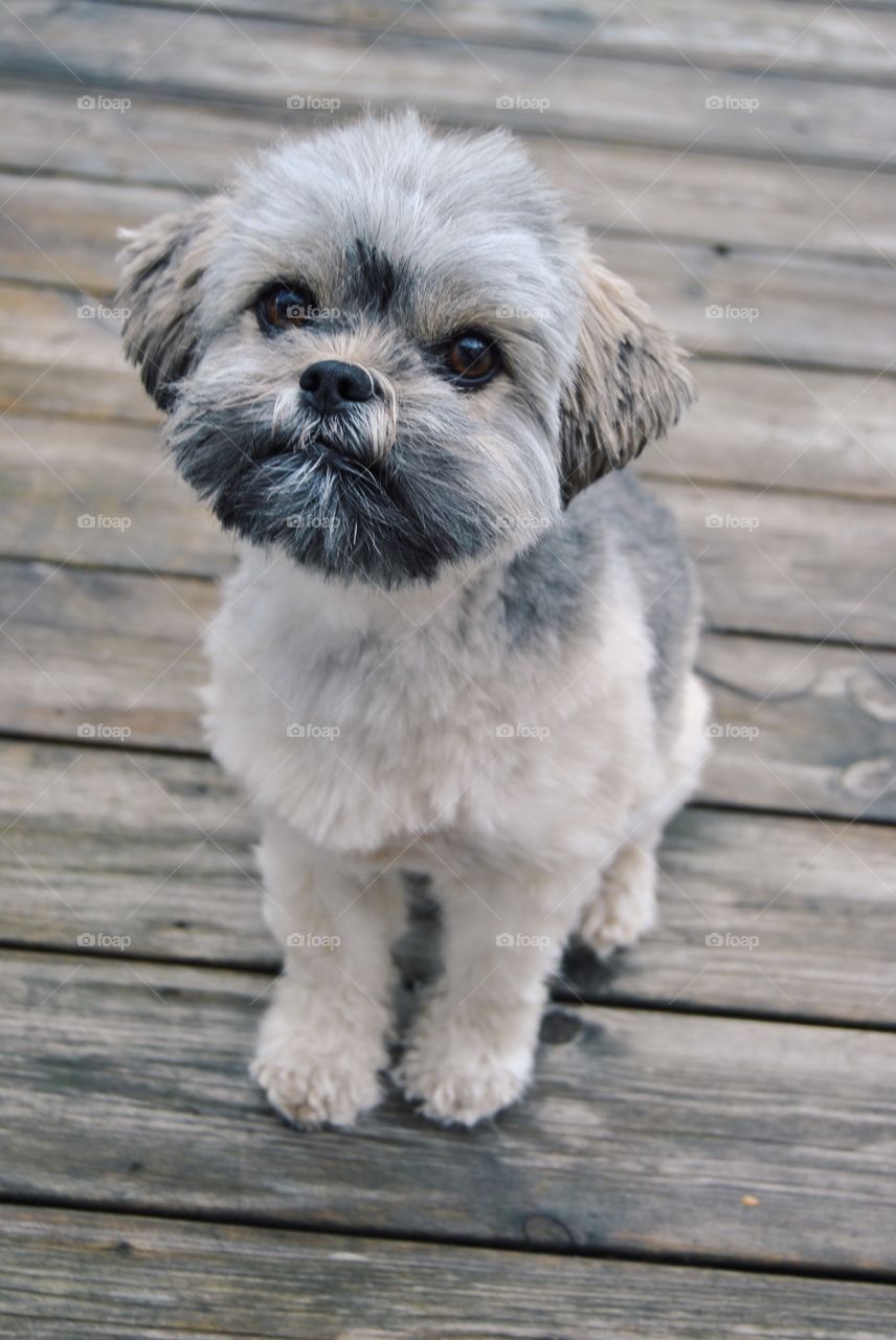 Portrait of puppy sitting on wood