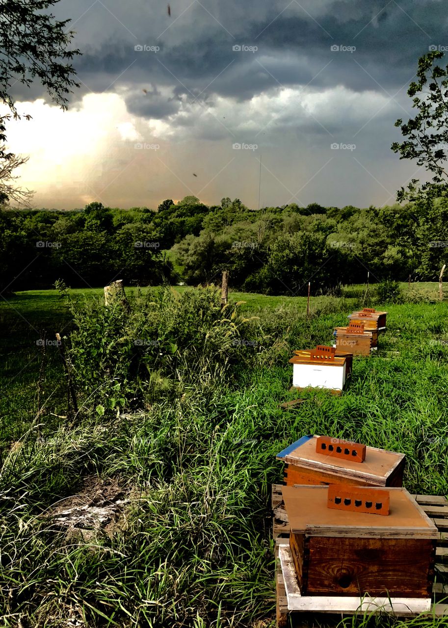 Apiary, beekeeping, beehives, Wood, wooden, grass, trees, fence, storm, clouds, sky, sun, darkness, brick, bricks, beehives, Langsroth, ten frame, deep, deeps, brood box, boxes, singles, 