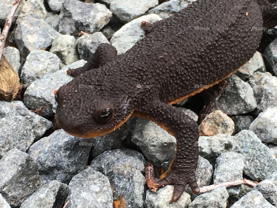 Rough-skinned newt