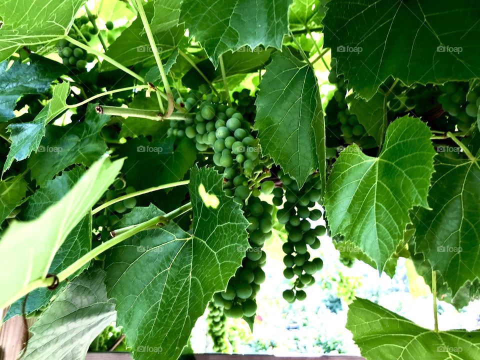 Grapes ripening