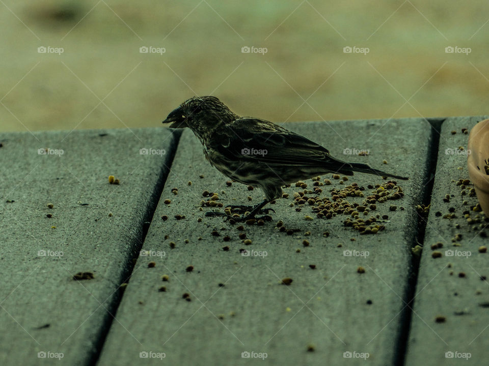 Wild bird eating seeds