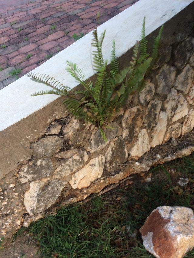 Out of a Rock 