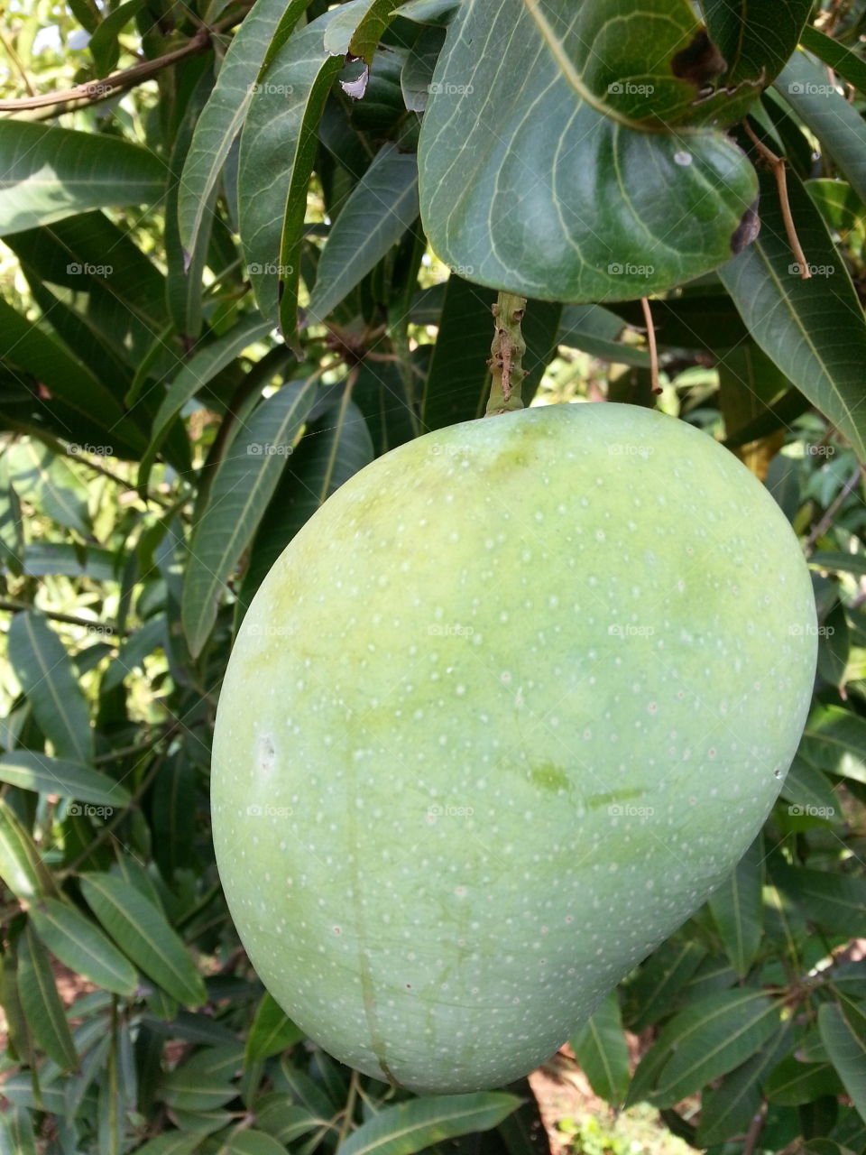 mango in tree