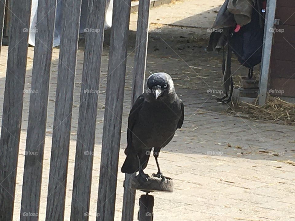 bird is standing on a chair