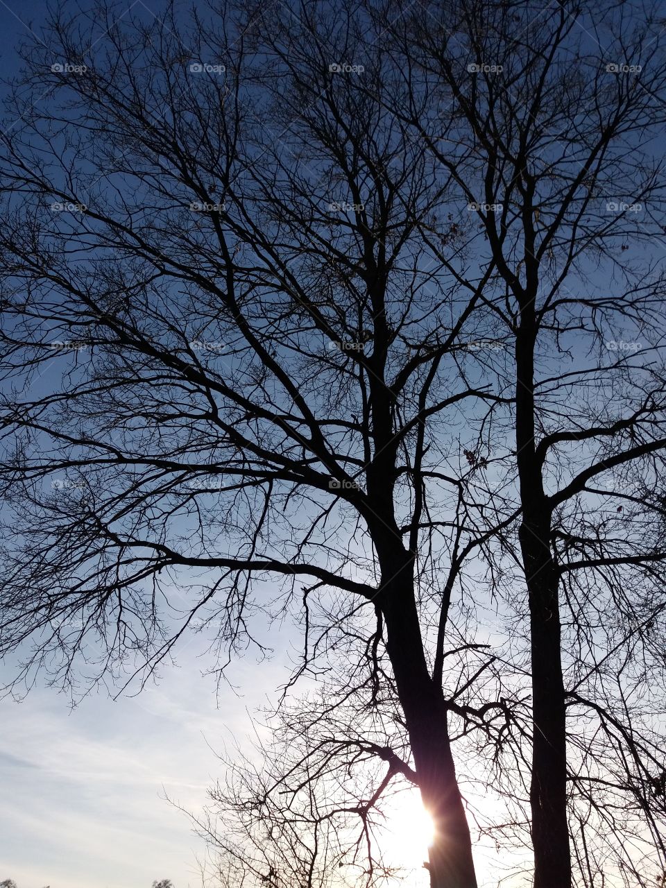 winter trees sunset