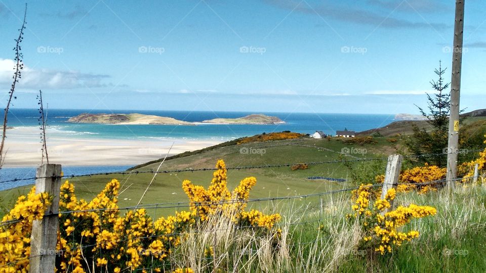 Caribbean sands in scotland surrounded by Scottish broom