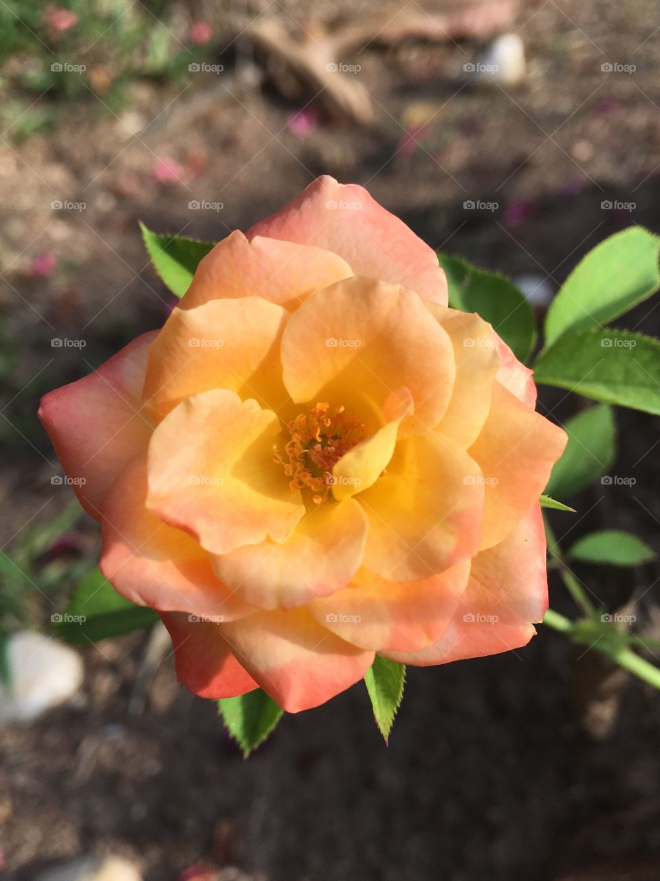 ‪🌺Fim de #cooper! ‬
‪Essa rosa coral, companheira do meu alongamento pós-treino, dispensa apresentações. Clique 3:‬
‪🏁‬
‪#corrida #treino #flor #flower flowers #pétalas #pétala #jardim ‬