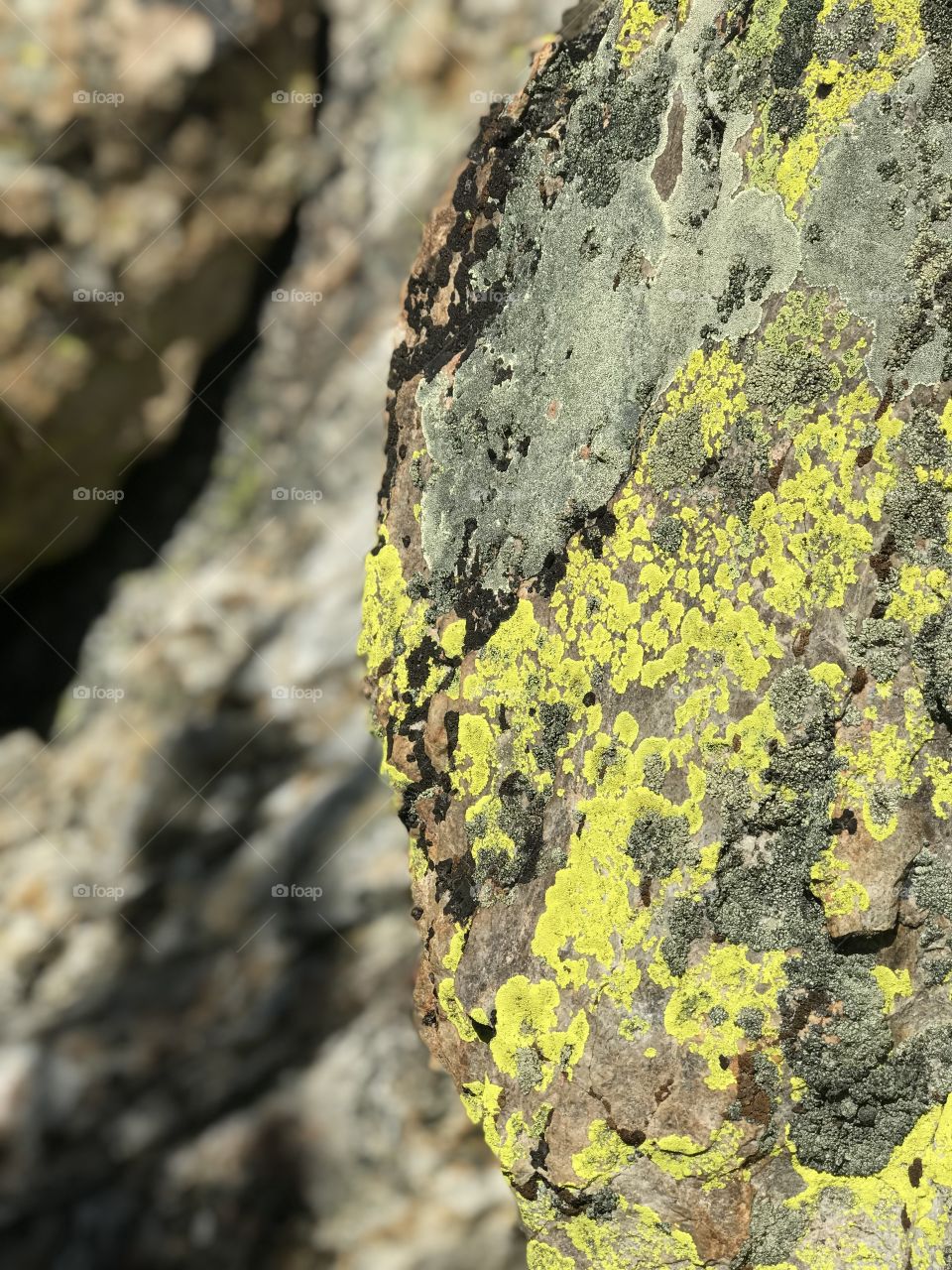 A detailed display of lime green moss sprawled across the rocks. 