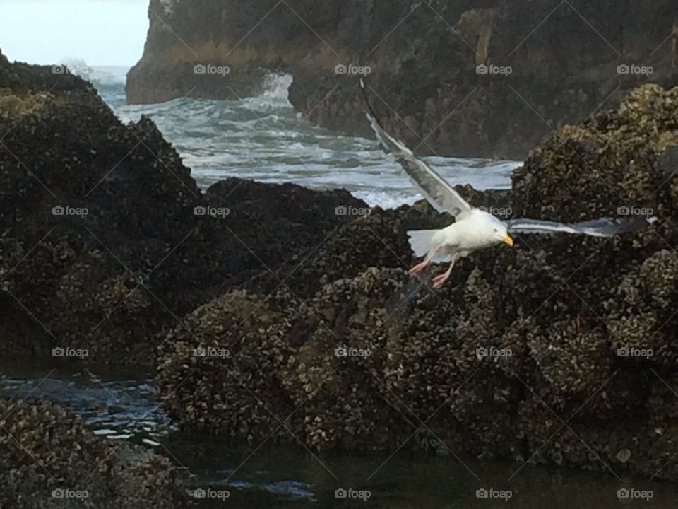 Sea Gull at Cannon Beach, Oregon
