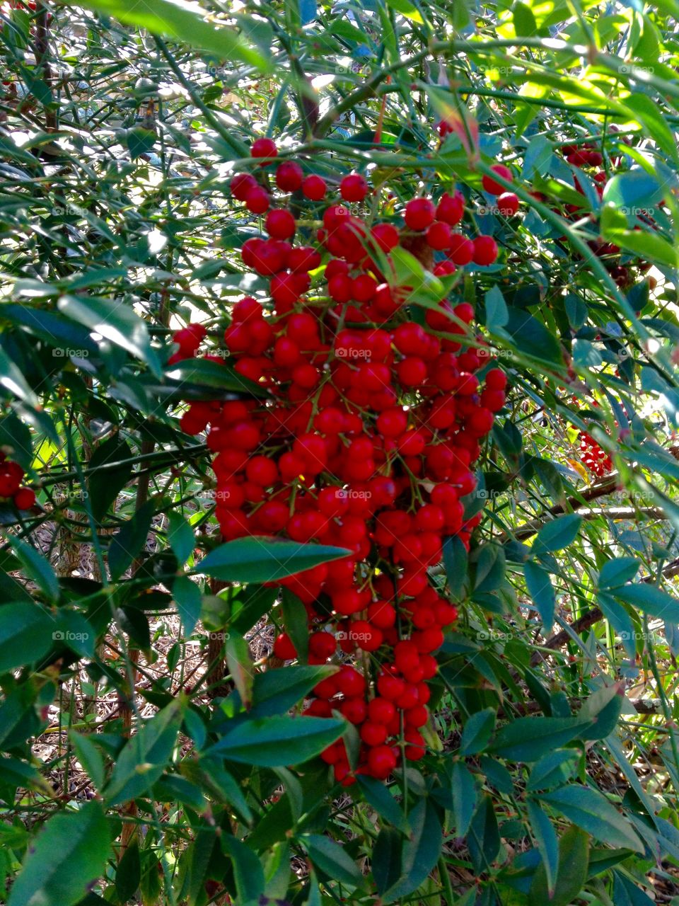 Red Nandinas