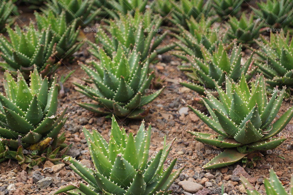 Cactus. Cactus du jardin botanique de Funchal (Madère)