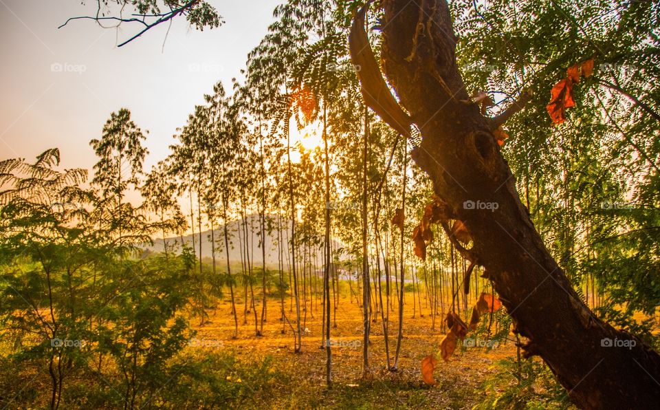 indian green mountains and bamboos 