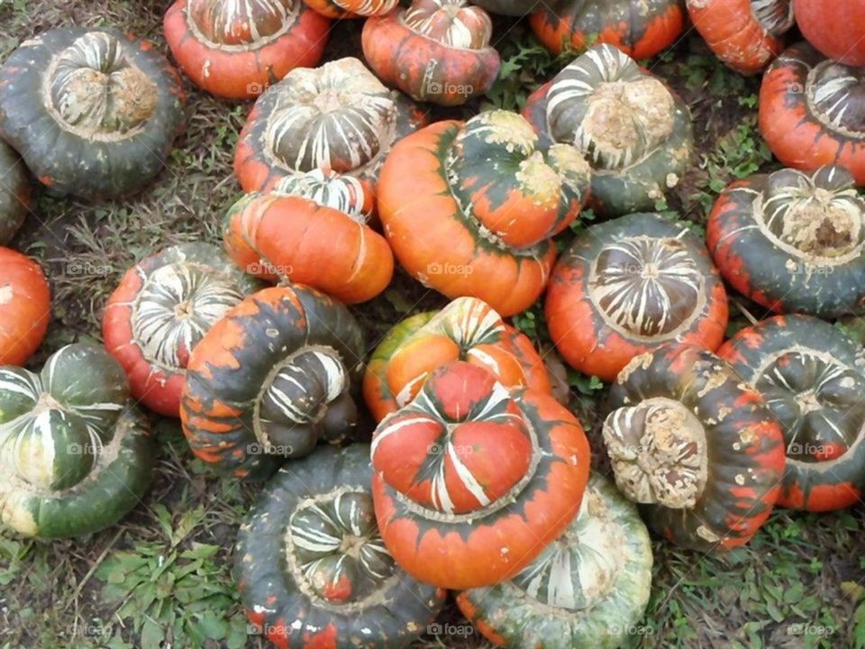 Pile of Turbin pumpkins