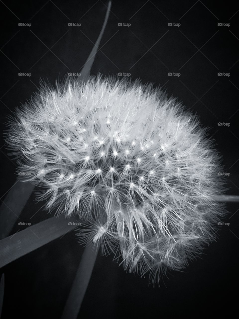 Dandelion with seeds on a black background