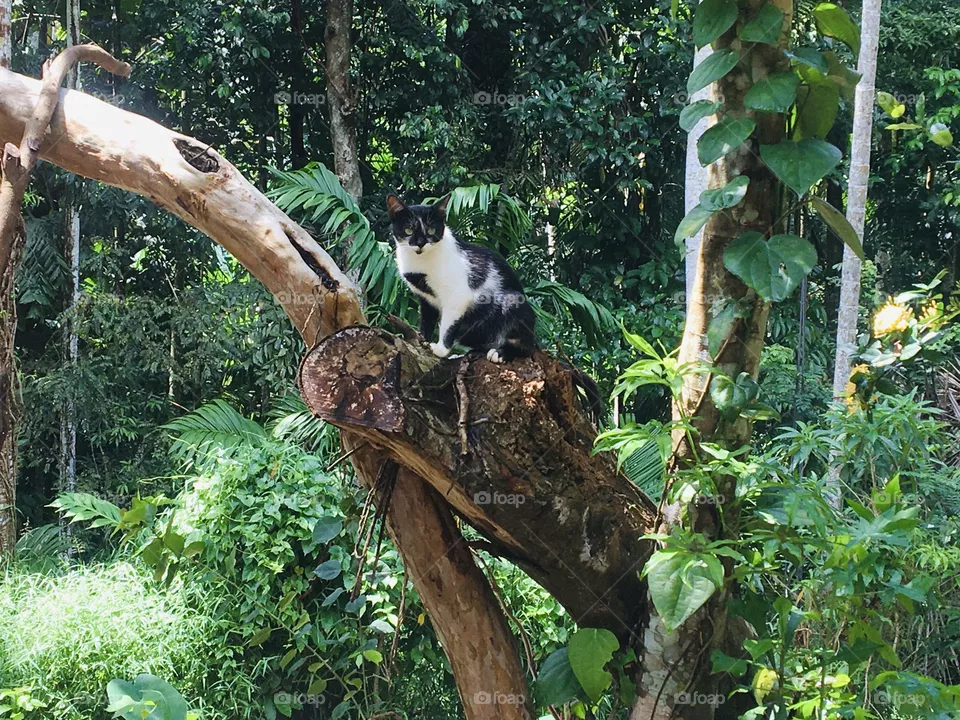 Can on the tree 