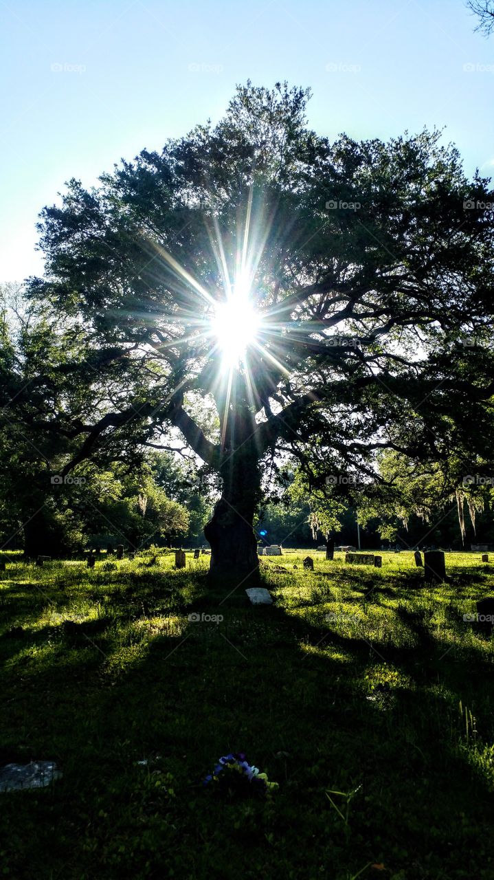 cemetery sun