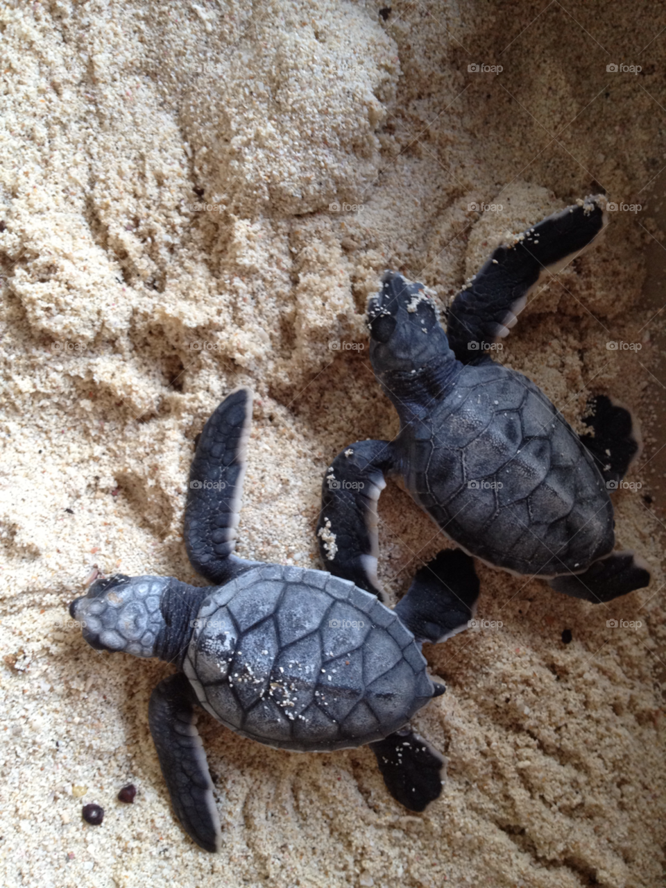 akumal beach nature sand by Elina