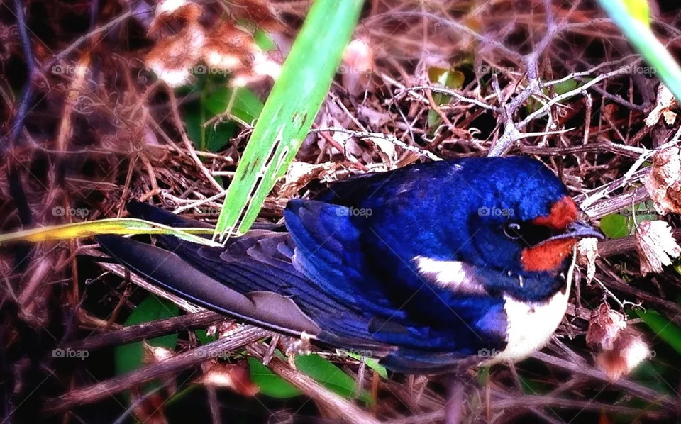 bird