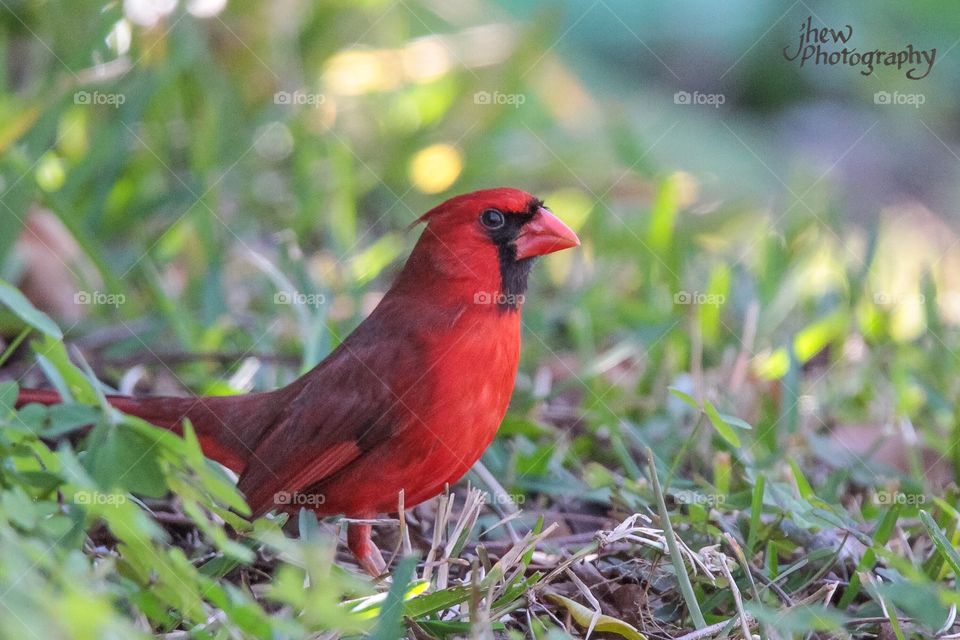 Northern Cardinal