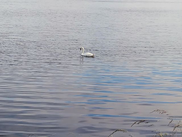 lonely swan