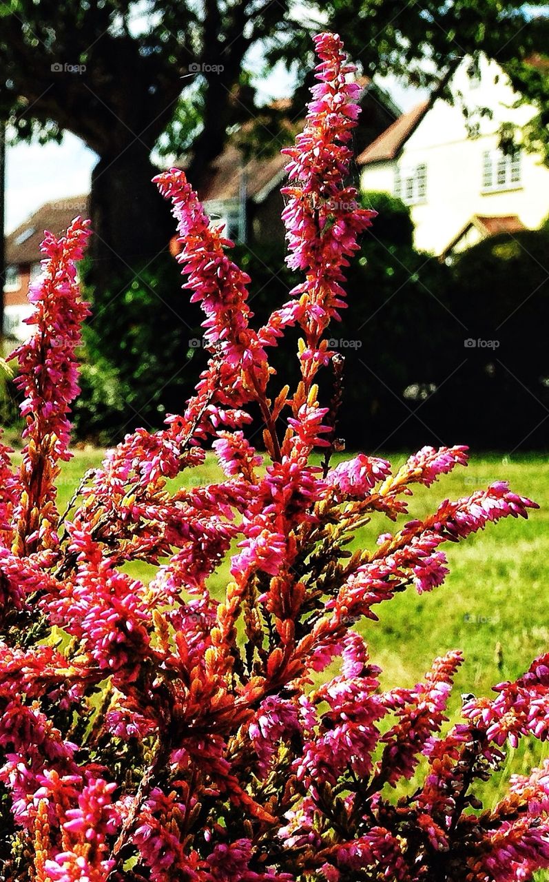 flowers garden nature pretty by hannahdagogo