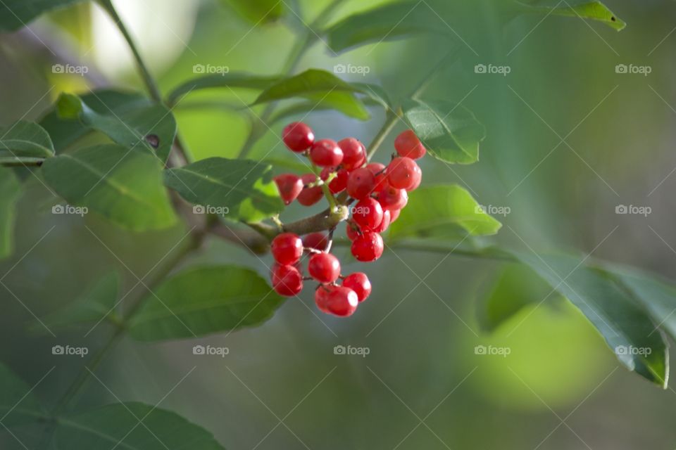 Berries