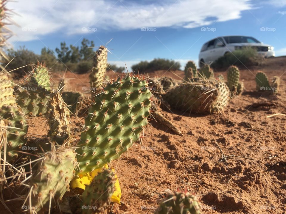 Looks like it could be a dodge advertisement cactus in the desert 