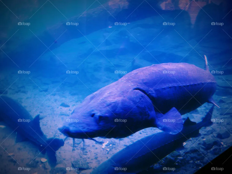 sturgeon
