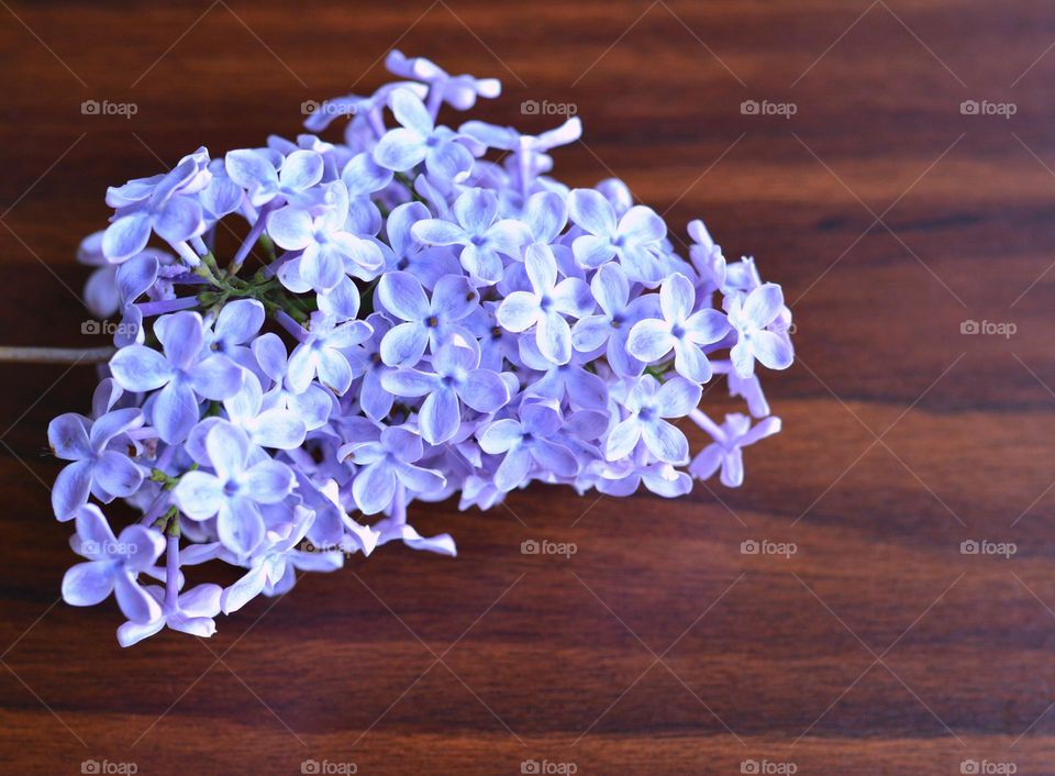 lilac purple flowers