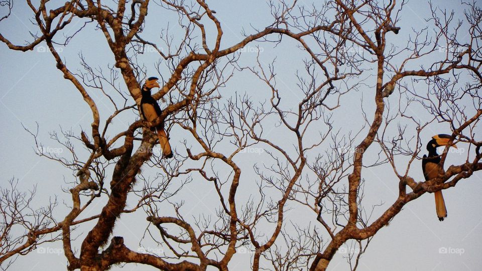 Hornbill birds at Yala, Sri Lanka