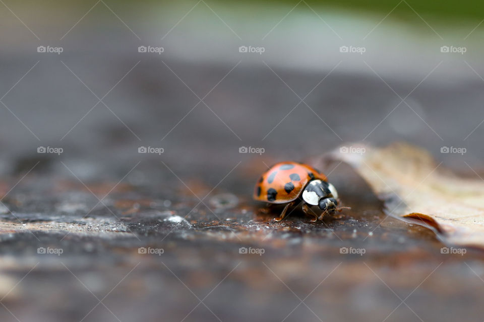 A cute ladybug on fence