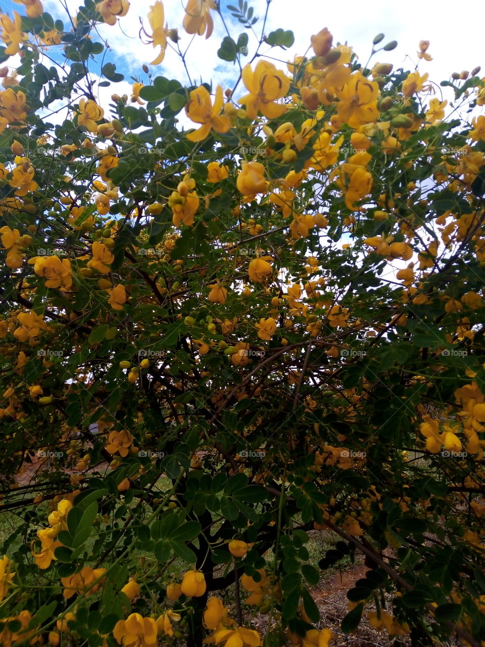 árvore com flor amarela