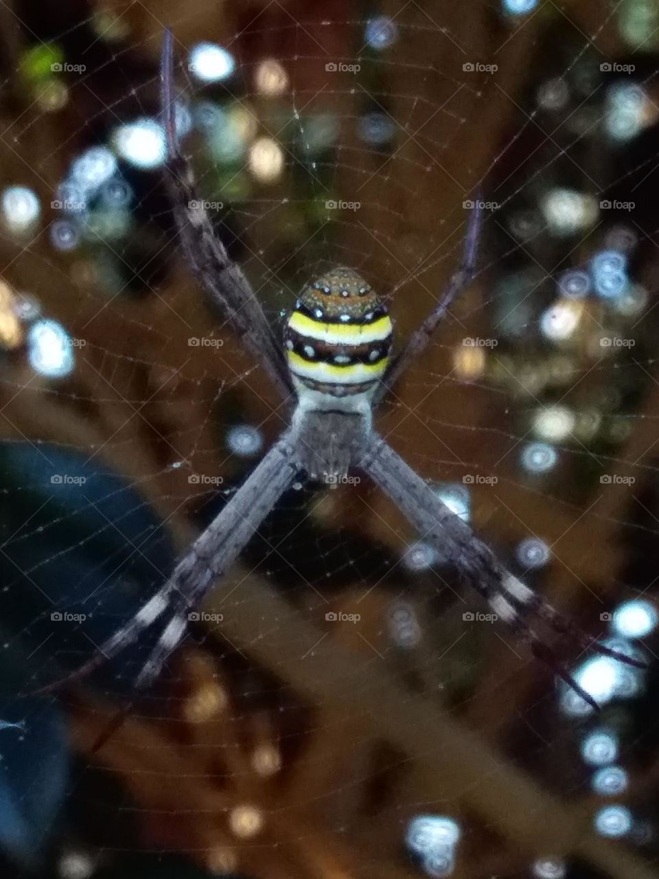 yellow and black banded spider on web in shrub