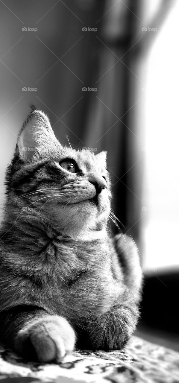 Black & white
My cat's name is Gandom.