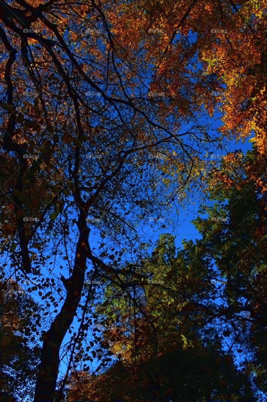 Autumn colour at Hanbury Wood, UK