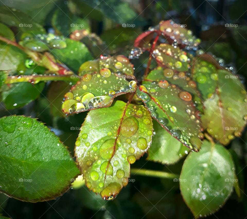 Leaf with raindrops