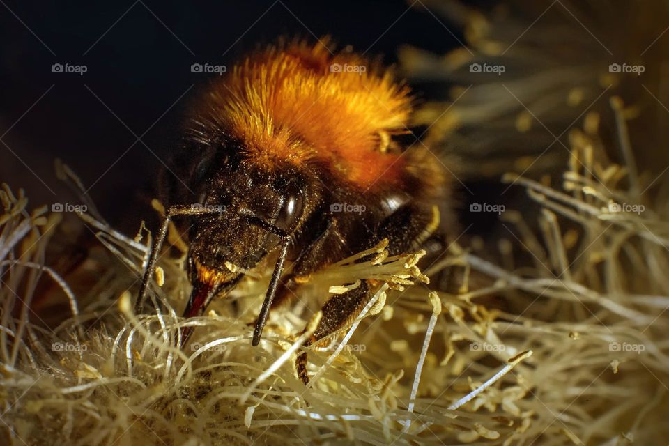 Bumblebee on pussy willow tree, close up