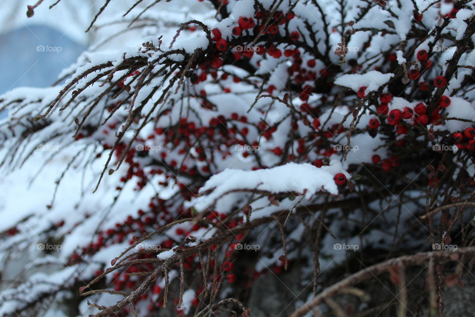 snow and a tree