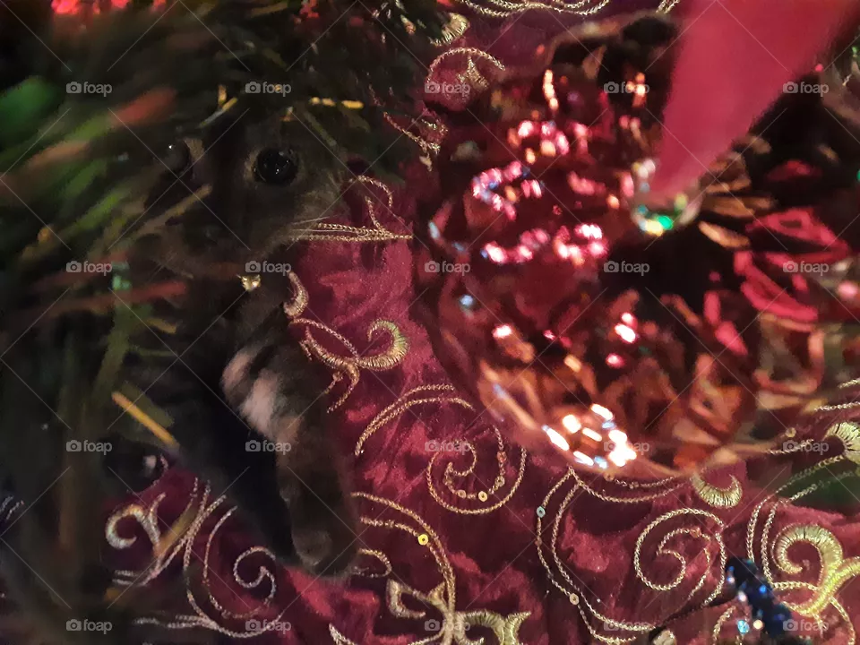 Can't see me
