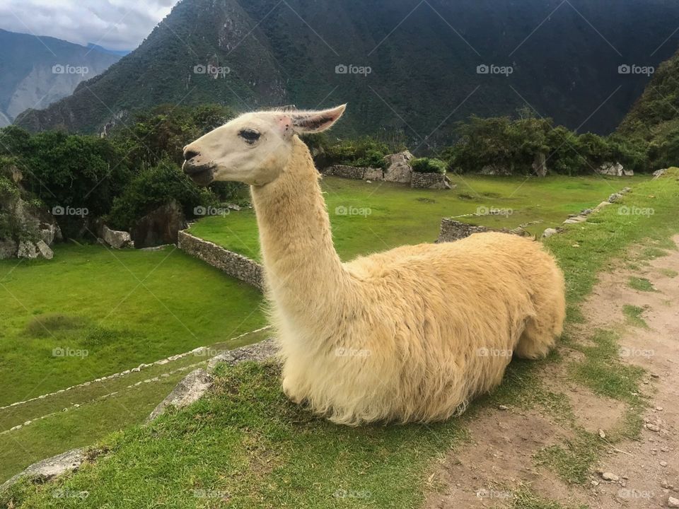 Мачу-Пикчу альпака 