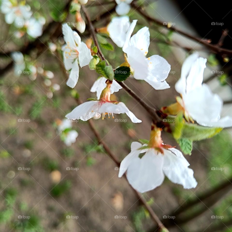 Cherry blossom branch